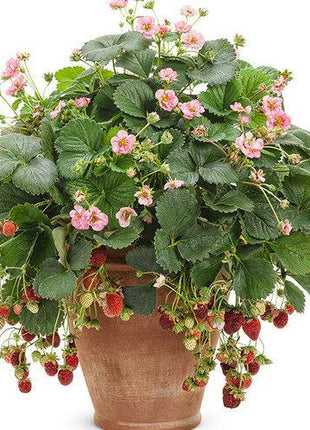 Berried Treasure Pink Strawberry