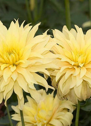 CACTUS DOUBLE DAHLIA Mix Variabilis Mixed Colors Hummingbird Flower Seeds