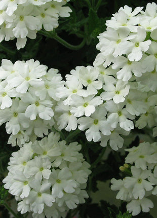 💐Garden Verbena Seeds
