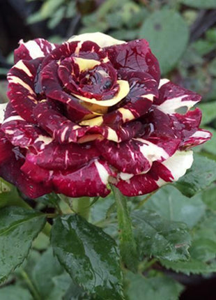 20 Pcs/bag Meteor shower rose