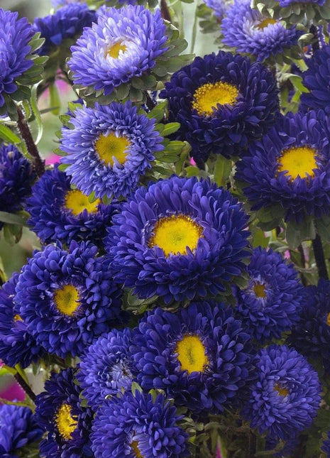 Aster China Matsumoto Blue Flower