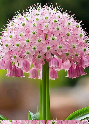 Giant Pink Lily-of-the-Valley 🌸✨