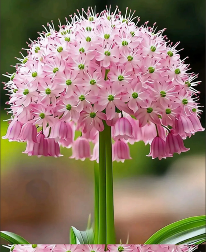 Giant Pink Lily-of-the-Valley 🌸✨
