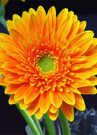 Orange gerbera flower seeds, sunflower