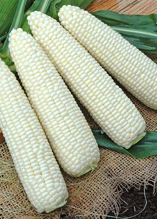 Sweet Corn Freedom MXR F1