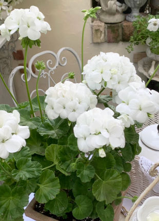 🌸Geranium - Happiness Is Around You