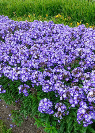 Roundabout Phlox