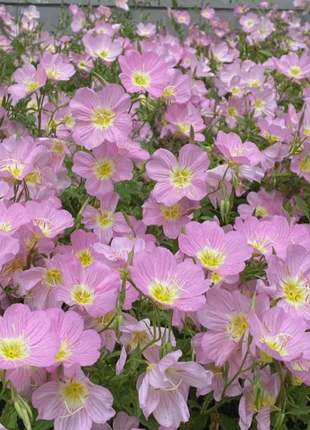 🌺Evening Primrose—Sea Of Pink Flowers