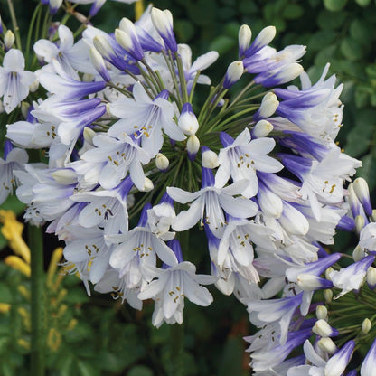 🎁New Year Sale🎁Agapanthus 'Twister'