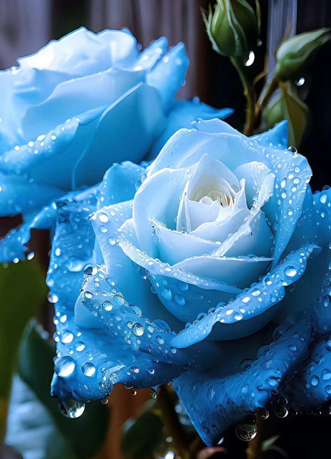 Broken Ice Blue Rose Seeds