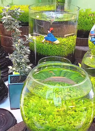 🌿Air Purifying Fish Tank Aquatic Plant Seeds