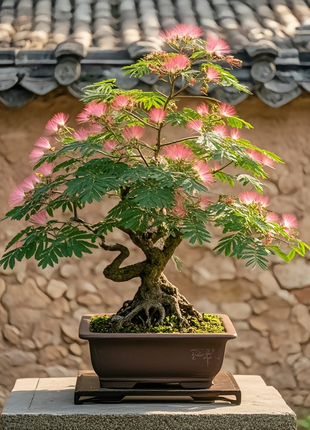 Silktree Albizziae Flower