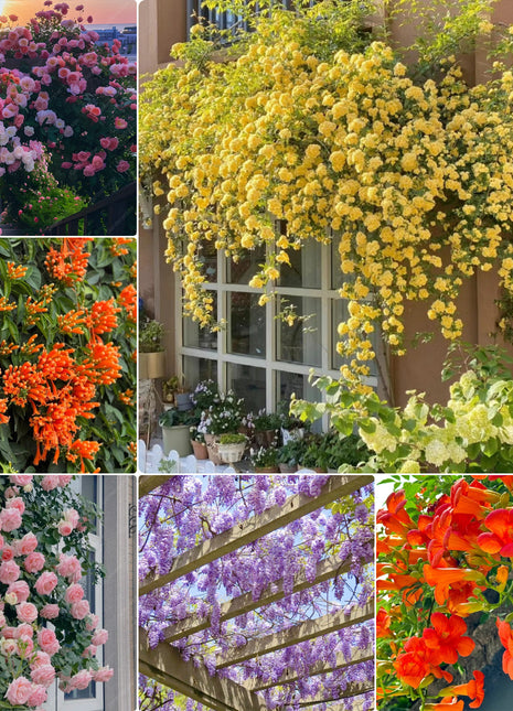 Climbing Plants Mix Seeds