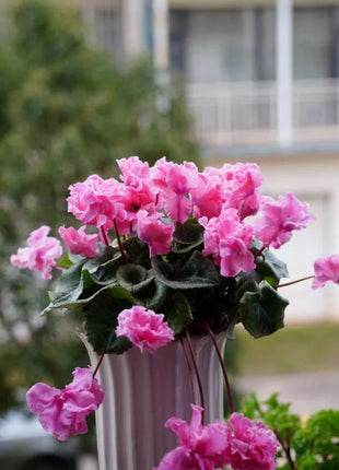 Cyclamen Flower Seeds