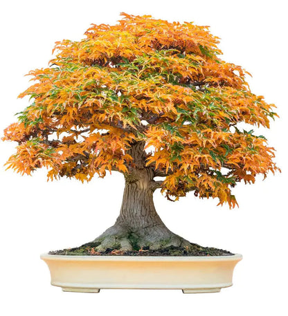 30Pcs Bonsai Tree Trident Maple Seeds