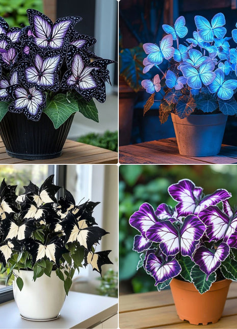 Begonia 'Moonlight Butterfly' 🦋