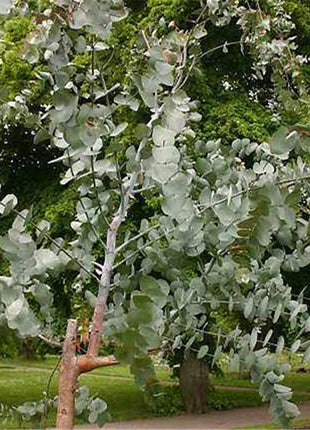 Egrow 50 Pcs/Pack Eucalyptus Seeds Silver Dollar Tree Eucalyptus Cinerea