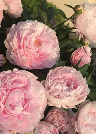 Paeonia Lactiflora Bonsai Plant Home Garden