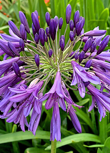 Agapanthus africanus 'Poppin Purple'