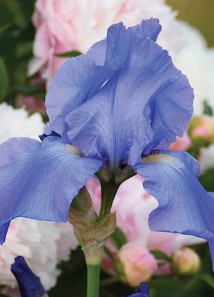 Reblooming Bearded Iris Collection