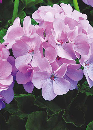 Geranium Maverick MIX