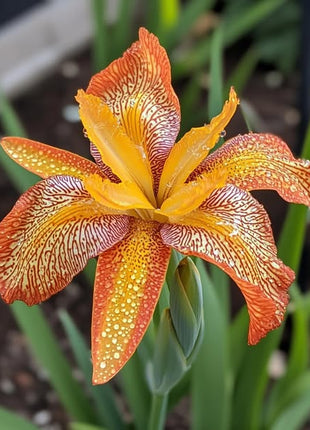 Black and Red Leopard-Patterned Iris (Iris spp.)