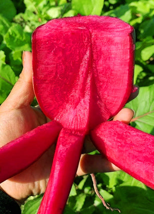 Pineapple Fruit Radish Seeds🥕