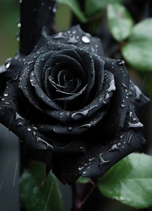 Rare Black Rose Seeds
