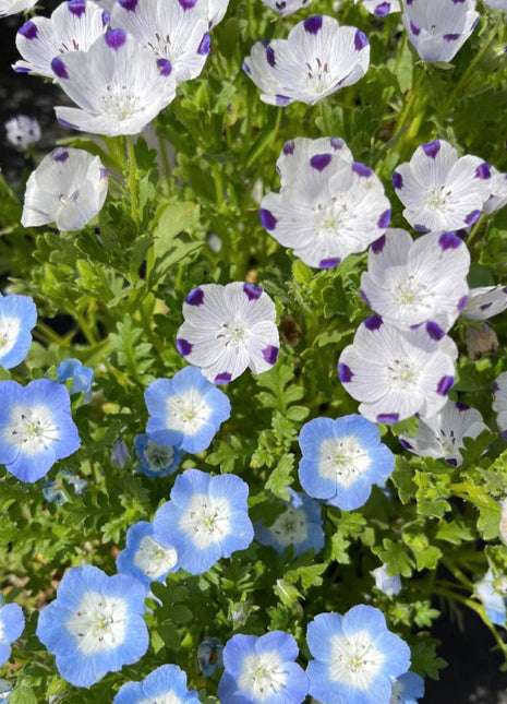 Nemophila-Baby Blue Eyes