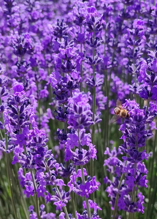 🌿Lavender Seeds Purple Blooming