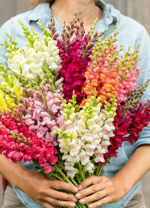 Snapdragon's Skull Flower Custom Mix Seeds