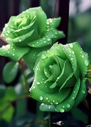 Rare Green Rose Flower Seeds
