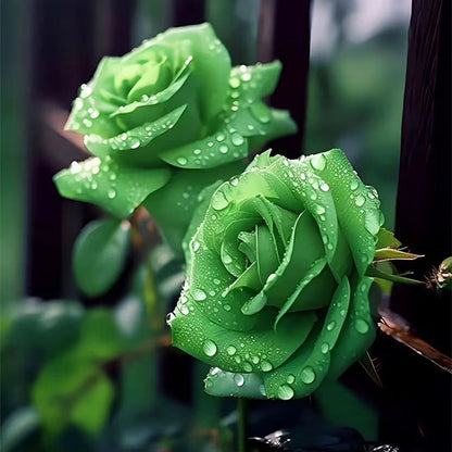 Rare Green Rose Flower Seeds