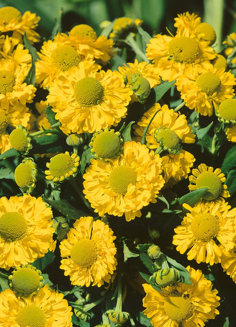Yellow Helenium Sneezeweed Flower Seeds