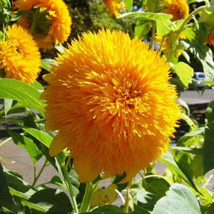 🌺Last Day Sale--60% Off💐 Sunflower Seeds🌻Sunshine