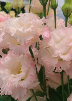 🌺Lisianthus - Sincere Love