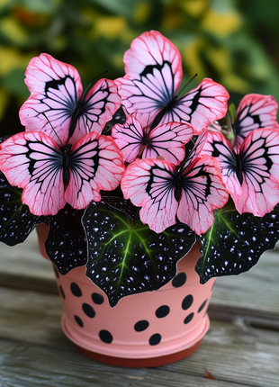 Charming Butterfly Plant (Oxalis triangularis)