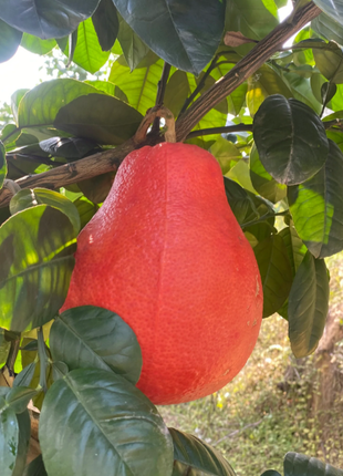 Perfume Red Pomelos Seeds