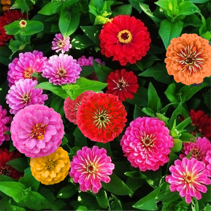 Zinnia State Fair Mix