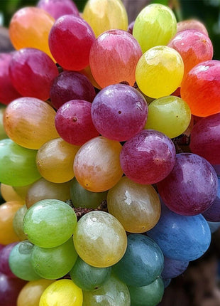 50 Seeds New Rare Rainbow Hybrid Grape Organic