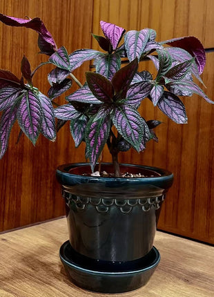 Persian Shield Hued Foliage Plant
