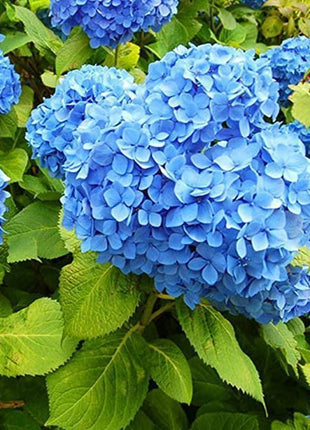 20 pcs/Pack Hydrangea Seed Bonsai Flower Seeds Hydrangea Perennial Garden Home