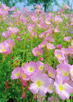 🌺Evening Primrose—Sea Of Pink Flowers