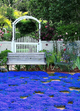 📣Optimal Ground Cover✨Creeping Thyme Seeds