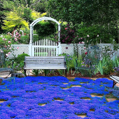 📣Optimal Ground Cover✨Creeping Thyme Seeds