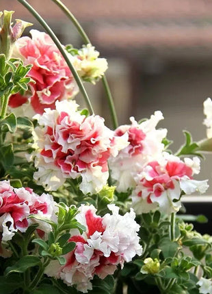 Double Petunia Seeds