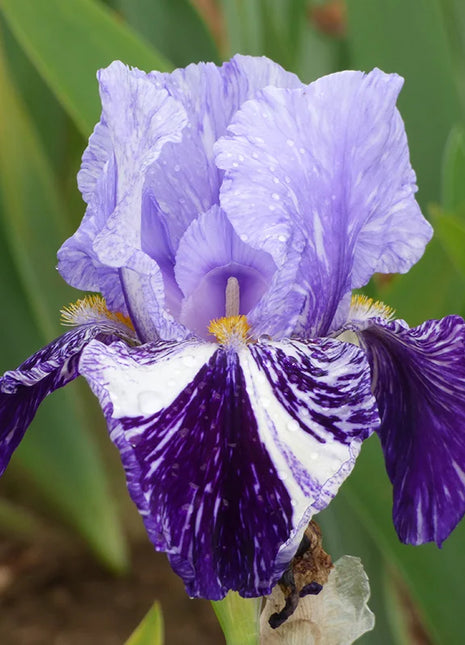 Iris germanica 'Millennium Falcon'