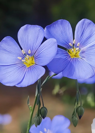 Perennial Blue Flax Seeds, Linum Perenne