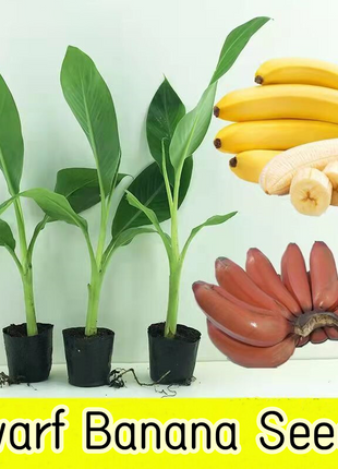 Drawf Banana Seeds