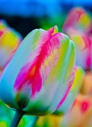 Bonsai Rare Color Tulip Seeds #21